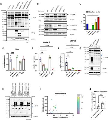 Proteolysis of CD44 at the cell surface controls a downstream protease network